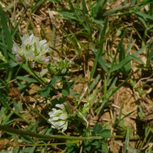  - Trifolium nigrescens subsp. nigrescens