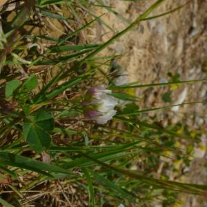  - Trifolium nigrescens subsp. nigrescens