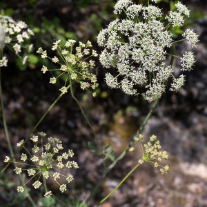 Photographie n°2564051 du taxon Siler montanum Crantz [1767]