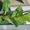 Lactuca serriola L. [nn37373] par meunierjean2025@... le 03/06/2023 - Homps