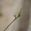Sonchus oleraceus L. [nn65205] par meunierjean2025@... le 03/06/2023 - Homps