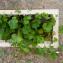 Cymbalaria muralis P.Gaertn. B.Mey. & Scherb. [nn75081] par meunierjean2025@... le 03/06/2023 - Homps