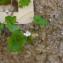 Cymbalaria muralis P.Gaertn. B.Mey. & Scherb. [nn75081] par meunierjean2025@... le 03/06/2023 - Homps