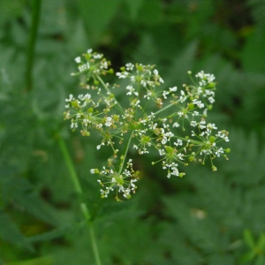 Photographie n°2564111 du taxon Chaerophyllum aureum L. [1762]