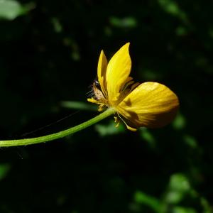 Photographie n°2564115 du taxon Ranunculus serpens Schrank [1789]