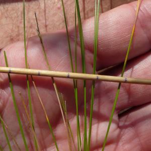  - Festuca trichophylla subsp. trichophylla