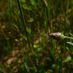 Photographie n°2564133 du taxon Cyanus segetum Hill [1762]