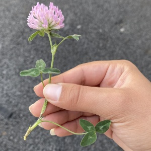 Photographie n°2564139 du taxon Trifolium pratense L.