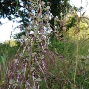 Photographie n°2564144 du taxon Himantoglossum hircinum (L.) Spreng. [1826]