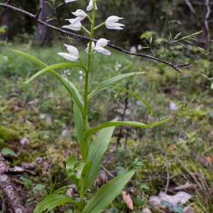 Photographie n°2564164 du taxon Cephalanthera longifolia (L.) Fritsch