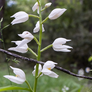 Photographie n°2564165 du taxon Cephalanthera longifolia (L.) Fritsch