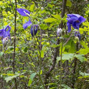 Photographie n°2564167 du taxon Aquilegia vulgaris L.