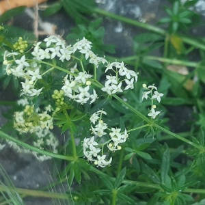 Galium mollugo subsp. elatum (Thuill.) Syme (Caille-lait blanc)