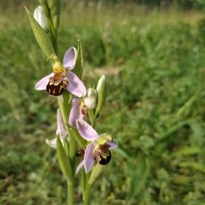 Photographie n°2564209 du taxon Ophrys apifera Huds.