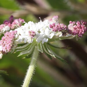 Photographie n°2564225 du taxon Daucus carota subsp. gummifer (Syme) Hook.f. [1884]