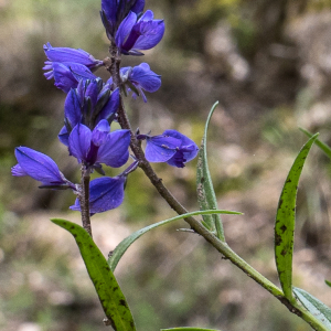 Photographie n°2564245 du taxon Polygala vulgaris L. [1753]