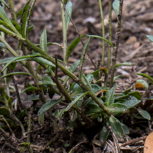 Photographie n°2564246 du taxon Polygala vulgaris L. [1753]