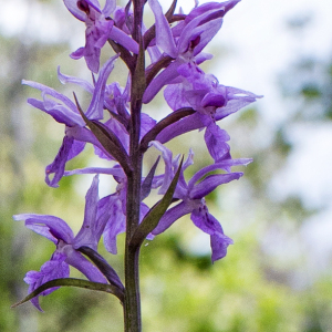 Photographie n°2564251 du taxon Dactylorhiza fuchsii (Druce) Soó [1962]