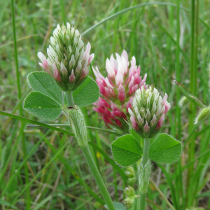 Photographie n°2564270 du taxon Trifolium incarnatum L.