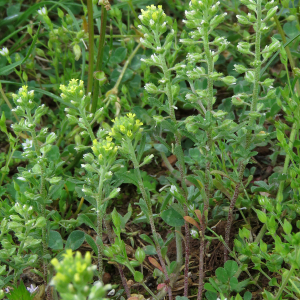 Photographie n°2564271 du taxon Alyssum alyssoides (L.) L.