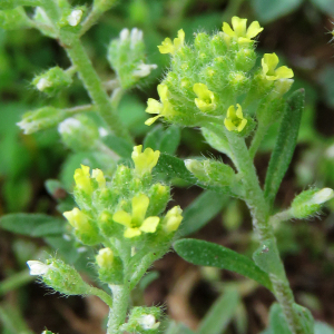 Photographie n°2564272 du taxon Alyssum alyssoides (L.) L.