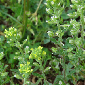 Photographie n°2564273 du taxon Alyssum alyssoides (L.) L.