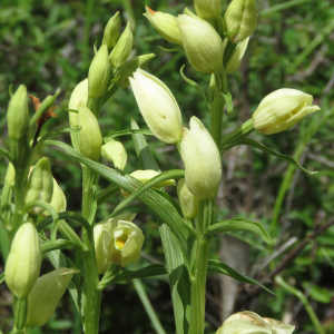 Photographie n°2564274 du taxon Cephalanthera damasonium (Mill.) Druce