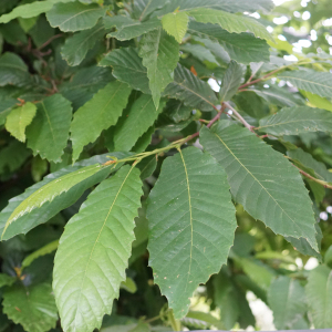 Photographie n°2564288 du taxon Castanea sativa Mill. [1768]