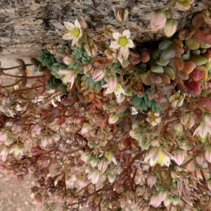 Photographie n°2564312 du taxon Sedum dasyphyllum L. [1753]