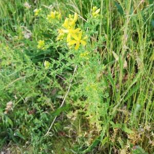 Photographie n°2564362 du taxon Hypericum perforatum L. [1753]