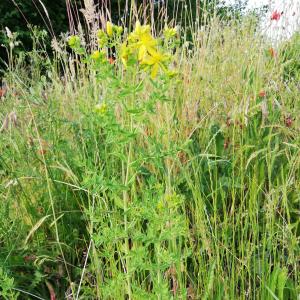 Photographie n°2564363 du taxon Hypericum perforatum L. [1753]