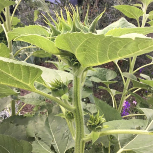  - Helianthus annuus var. annuus