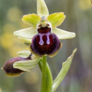 Photographie n°2564383 du taxon Ophrys aranifera Huds.