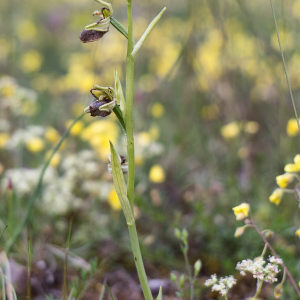 Photographie n°2564384 du taxon Ophrys aranifera Huds.
