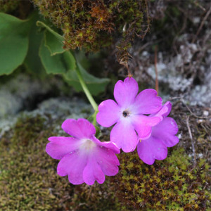 Photographie n°2564390 du taxon Primula hirsuta All.