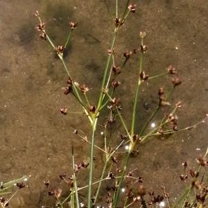 Photographie n°2564433 du taxon Juncus articulatus subsp. articulatus