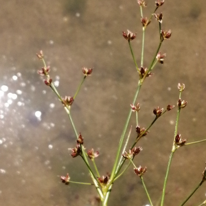  - Juncus articulatus subsp. articulatus