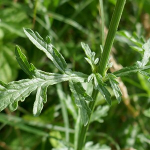 Photographie n°2564462 du taxon Verbena officinalis L. [1753]