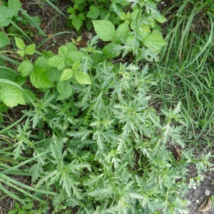 Photographie n°2564465 du taxon Verbena officinalis L. [1753]