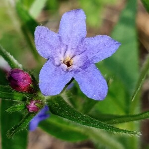 Photographie n°2564480 du taxon Buglossoides purpurocaerulea (L.) I.M.Johnst.