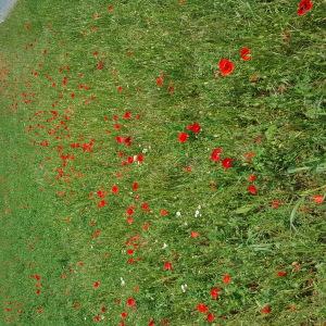 Photographie n°2564500 du taxon Papaver rhoeas