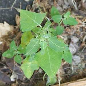 Photographie n°2564506 du taxon Chenopodium vulvaria L. [1753]