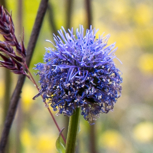 Photographie n°2564516 du taxon Globularia vulgaris L. [1753]