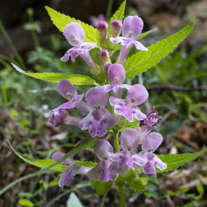 Photographie n°2564525 du taxon Melittis melissophyllum L.