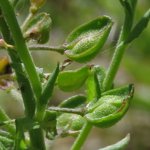 Photographie n°2564552 du taxon Lepidium campestre (L.) R.Br.