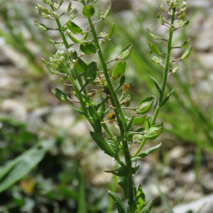 Photographie n°2564553 du taxon Lepidium campestre (L.) R.Br.