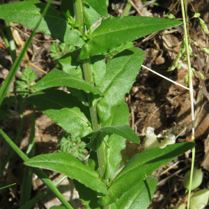 Photographie n°2564554 du taxon Lepidium campestre (L.) R.Br.