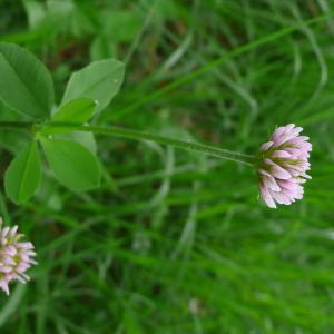 Photographie n°2564563 du taxon Trifolium montanum subsp. gayanum (Godr.) O.Bolòs & Vigo [1974]