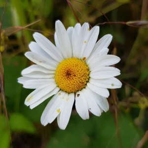 Photographie n°2564582 du taxon Leucanthemum vulgare Lam.