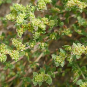 Photographie n°2564607 du taxon Herniaria ciliolata Melderis [1957]
